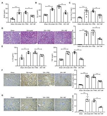 Magnoflorine Ameliorates Inflammation and Fibrosis in Rats With Diabetic Nephropathy by Mediating the Stability of Lysine-Specific Demethylase 3A